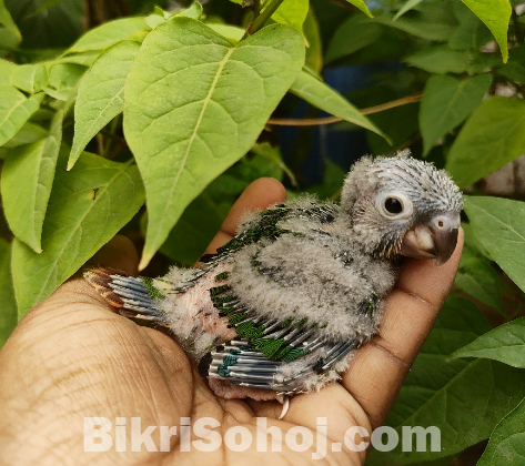 Hand Feed Conure Baby
